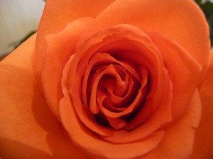rosecoral