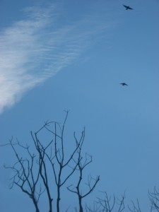 bird-in-the-sky