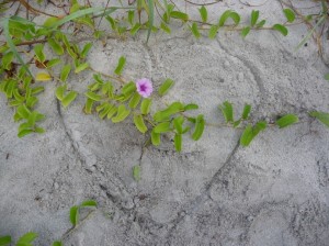 heart in sand, corazon en arena