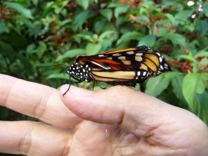 Mariposa Se Subio A Mi Mano Sin Temor