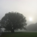 Arbol En La Niebla