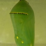 chryssalis