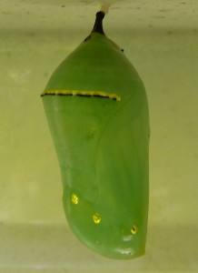 chryssalis