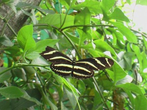 zebra cterpillars on vine april 17 08 first time seeing 024