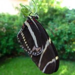 mariposa-zebra