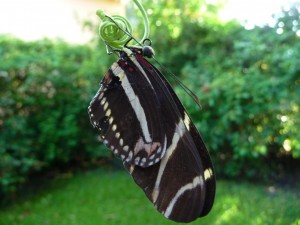 Mariposa Zebra Durmiendo mariposa-zebra