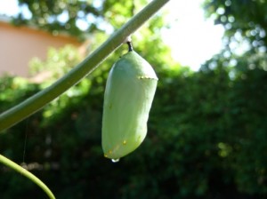 monarch butterfly chryssalis