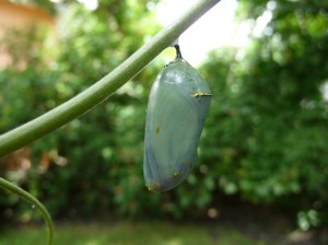 monarch- butterfly-chryssalis 