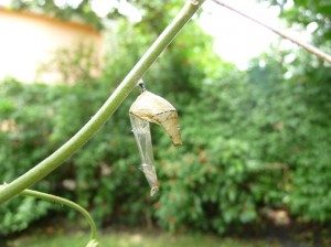 chryssalis-shell